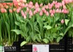 Tulipa Lydia ® (1)